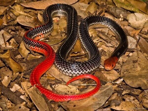 Nằm mơ thấy rắn đỏ đánh con gì may mắn dễ trúng
