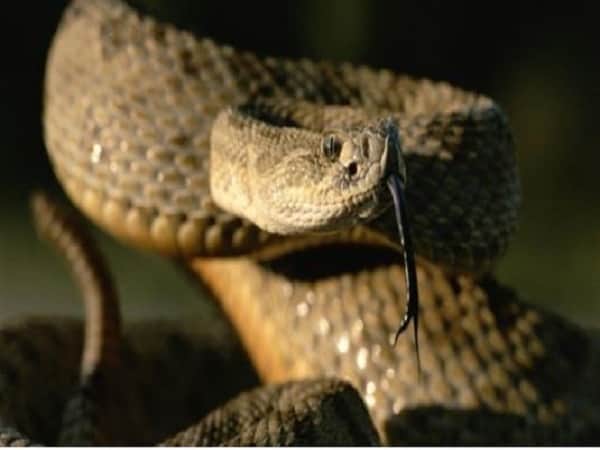 Ngủ chiêm bao thấy rắn cắn tay đánh con gì dễ trúng nhất?