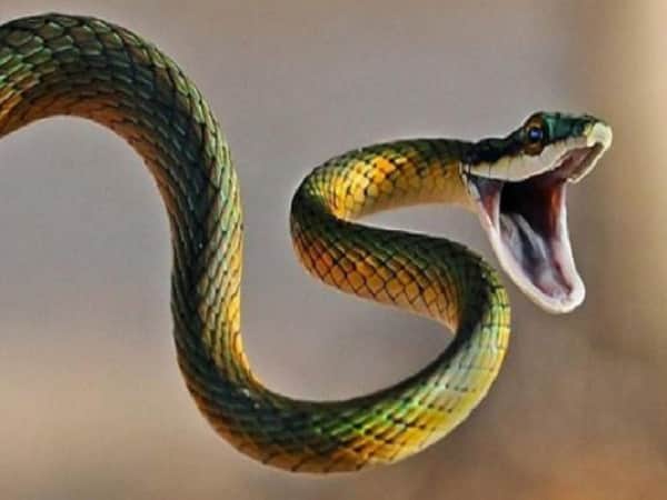 Ý nghĩa giấc chiêm bao thấy rắn cắn vào tay báo hiệu điềm gì?