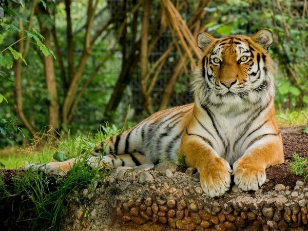 Nằm mơ thấy con hổ có ý nghĩa gì