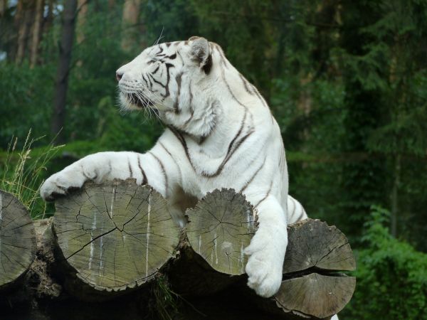 Nằm mơ thấy con hổ trắng đánh số mấy
