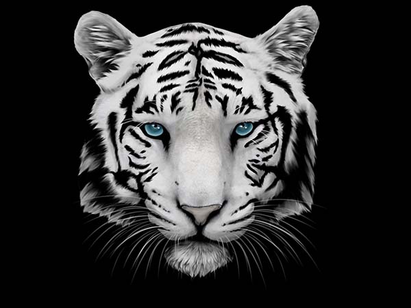 Nằm mơ thấy con hổ trắng là điềm báo gì, đánh số mấy