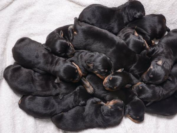 Giải mã ý nghĩa giấc mơ thấy chó con màu đen theo phong thủy