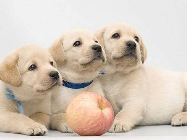 Nằm mơ thấy chó đẻ là điềm gì và ảnh hưởng gì đến tài lộc?