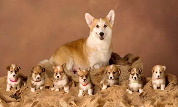 Mơ thấy chó đẻ trong nhà mình