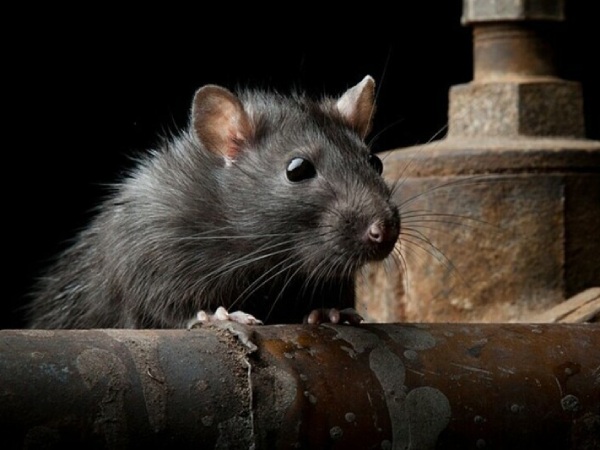 Mơ thấy chuột cắn có điềm báo gì có số gì phát tài